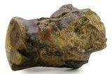 Huge Fossil Mosasaur (Tylosaurus) Vertebra - Texas #377821-7